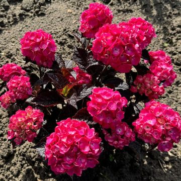 Hydrangea serrata Choco Strawberry - Ortensia