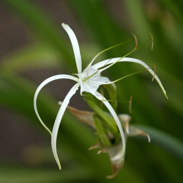 Hymenocallis harrisiana - Lis araignée mexicain Hymenocallis harrisiana - Lis araignée mexicain