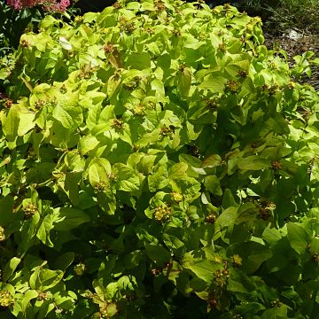 Hypericum inodorum Golden Beacon - Iperico