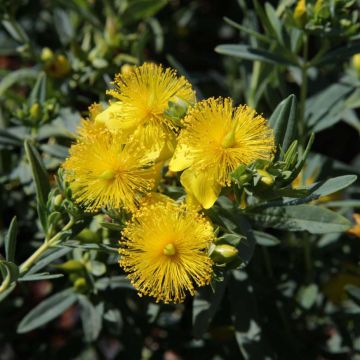Hypericum kalmianum Blue Velvet - Iperico