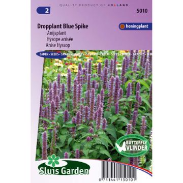 Agastache foeniculum Blue Spike - Anice menta