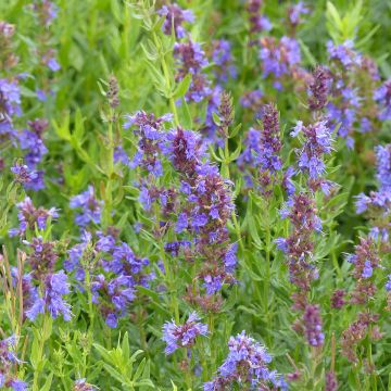 Hyssopus officinalis (semi) - Issopo