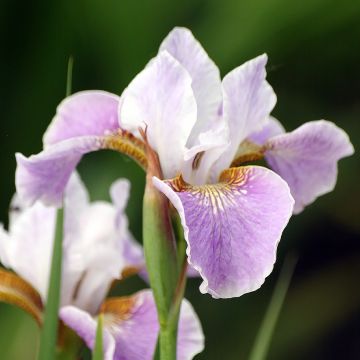 Iris sibirica Dance Ballerina Dance - Giaggiolo siberiano