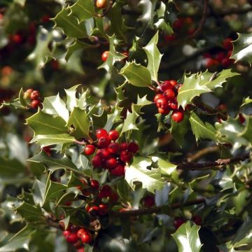Ilex aquifolium Alaska - Agrifoglio