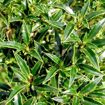 Ilex aquifolium Myrtifolia - Agrifoglio