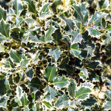 Ilex aquifolium Silver Queen - Agrifoglio variegato