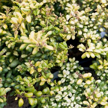 Ilex crenata Convexed Gold - Agrifoglio giapponese