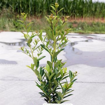 Ilex maximowicziana Kanehirae - Agrifoglio