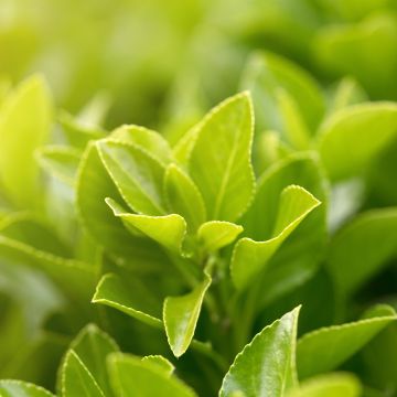 Ilex setchuenensis - Agrifoglio 