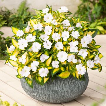 Impatiens SunPatiens Vigorous White Variegated - Fiore di vetro
