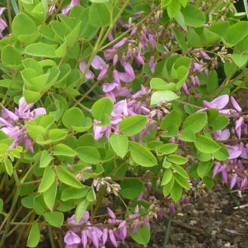 Indigofera kirilowii - Indaco da giardino