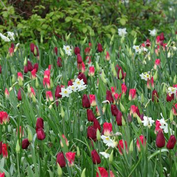 Ispirazione bulbi primaverili viola, rosso e bianco.