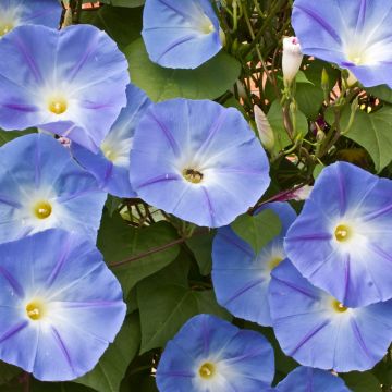 Ipomoea tricolor Heavenly Blue - Campanella tricolore Ipomoea tricolor Heavenly Blue - Campanella tricolore