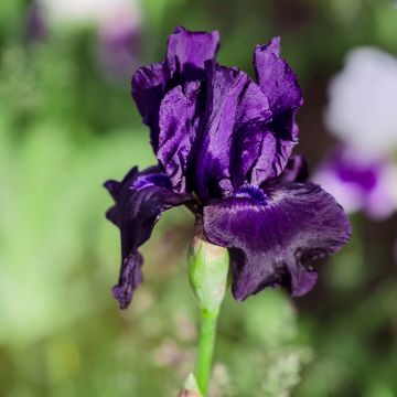 Iris germanica Black Night - Giaggiolo paonazzo Iris germanica Black Night - Giaggiolo paonazzo
