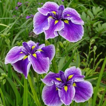 Iris ensata Crystal Halo - Iris giapponese