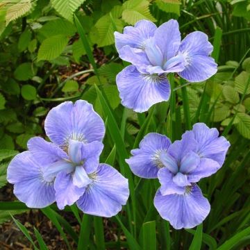 Iris sibirica Dear Delight - Giaggiolo siberiano