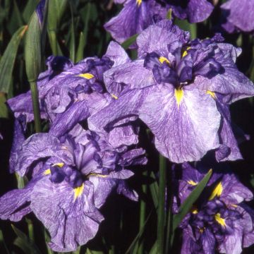 Iris ensata Dainagon - Iris giapponese
