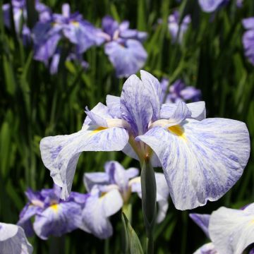 Iris ensata Eden's Paintbrush - Iris giapponese