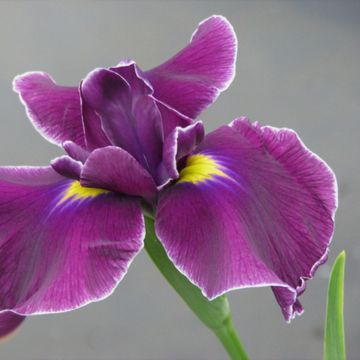 Iris ensata Japanese Pinwheel - Iris giapponese