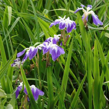 Iris ensata Montrosa - Iris giapponese