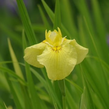 Iris ensata Aichi-no-Kagayaki - Iris giapponese