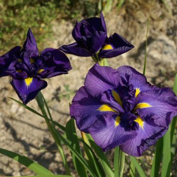 Iris ensata Geisha-Hiskiki - Iris giapponese