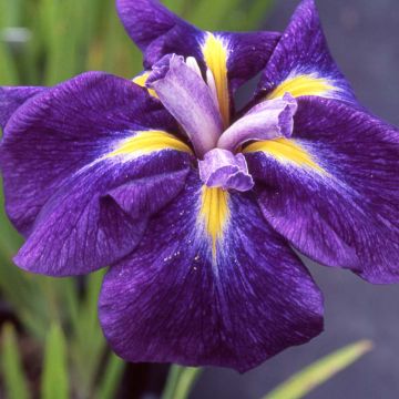 Iris ensata Iedo Mishiski - Iris giapponese