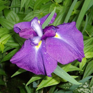 Iris ensata Velvety Queen - Iris giapponese