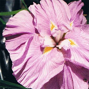 Iris ensata Worley Pink - Iris giapponese