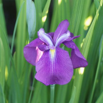 Iris ensata Yezo Nishiki - Iris giapponese
