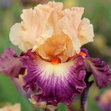 Iris germanica Abondante Floraison - Giaggiolo paonazzo
