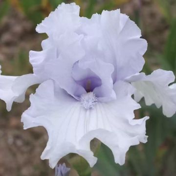 Iris germanica After The Rain - Giaggiolo paonazzo