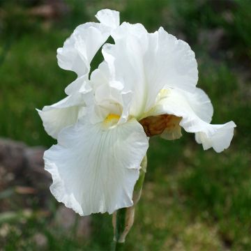 Iris germanica America's Cup - Giaggiolo paonazzo