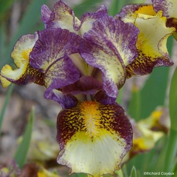 Iris germanica Banded Tiger - Giaggiolo nano