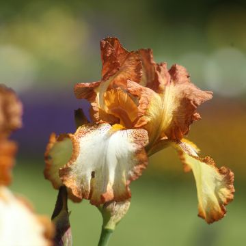 Iris germanica Belvi Queen - Giaggiolo paonazzo