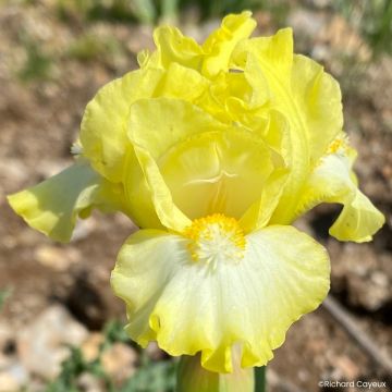 Iris germanica Blissful - Giaggiolo nano