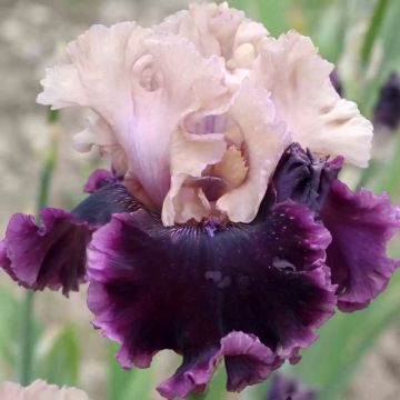 Iris germanica But Darling - Giaggiolo paonazzo