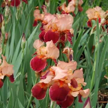 Iris germanica Cimarron Strip - Giaggiolo paonazzo
