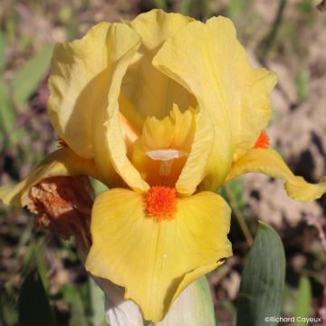 Iris germanica Circus Dragon - Giaggiolo nano