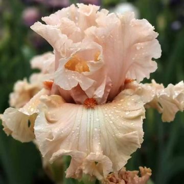 Iris germanica Coralina - Giaggiolo paonazzo Iris germanica Coralina - Giaggiolo paonazzo