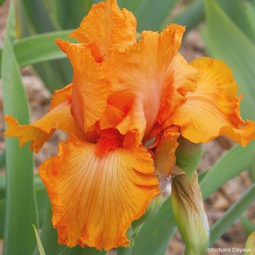 Iris germanica Coup de Soleil - Giaggiolo paonazzo