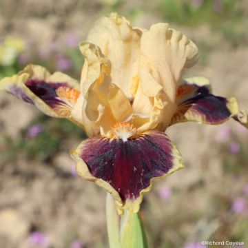 Iris germanica Dazzle Me - Giaggiolo nano