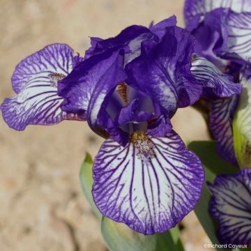 Iris germanica Dinky Circus - Giaggiolo nano