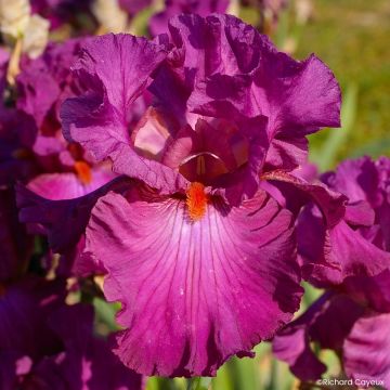Iris germanica Ever After - Giaggiolo paonazzo