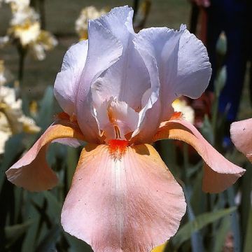 Iris germanica Invitation - Giaggiolo paonazzo