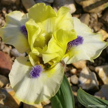 Iris germanica Island Sun - Giaggiolo nano