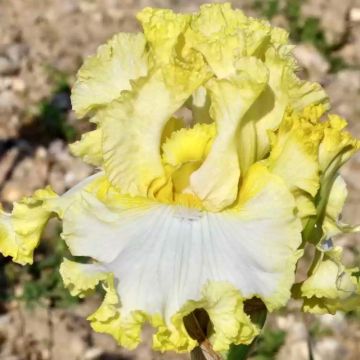 Iris germanica Lemon Bubbly - Giaggiolo paonazzo