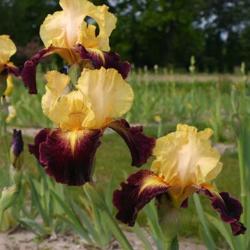 Iris germanica Let's Boogie - Giaggiolo paonazzo