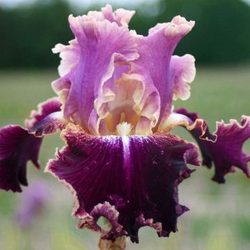 Iris germanica New Leaf - Giaggiolo paonazzo