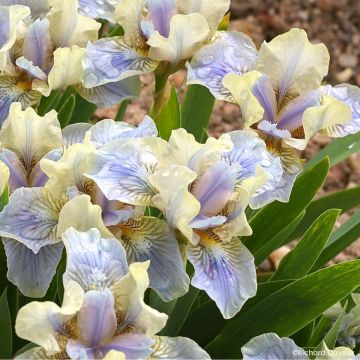 Iris germanica Pastell Ballett - Giaggiolo nano